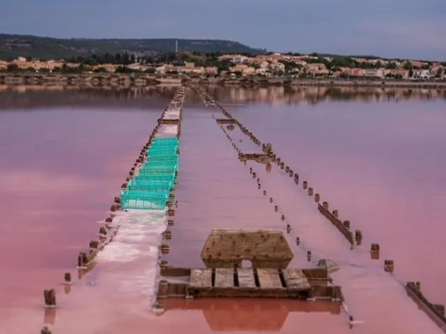 Tamaris - Authentique - Des Gruissan